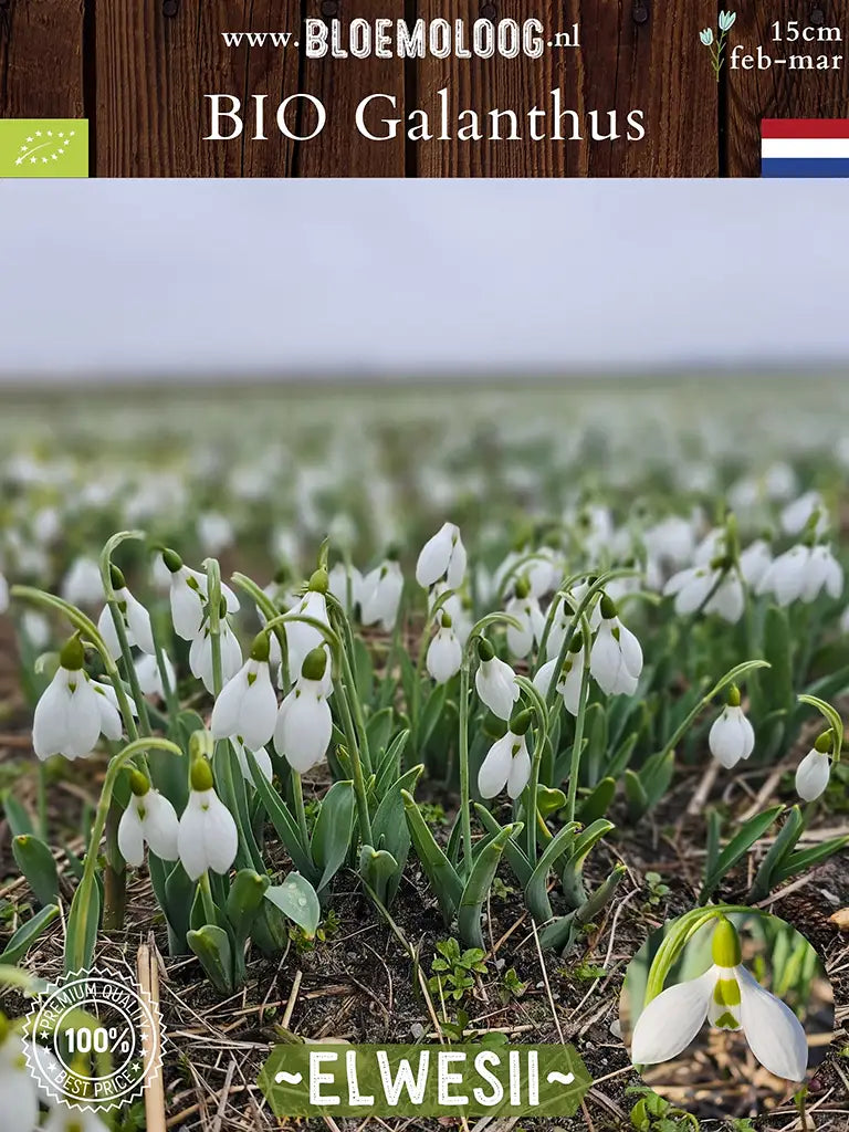 Galanthus elwesii breedbladige sneeuwklokjes op het veld