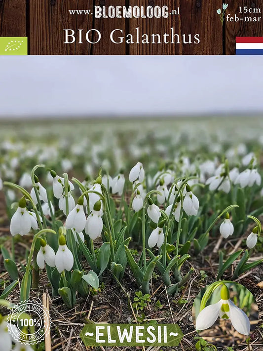 Galanthus elwesii breedbladige sneeuwklokjes op het veld