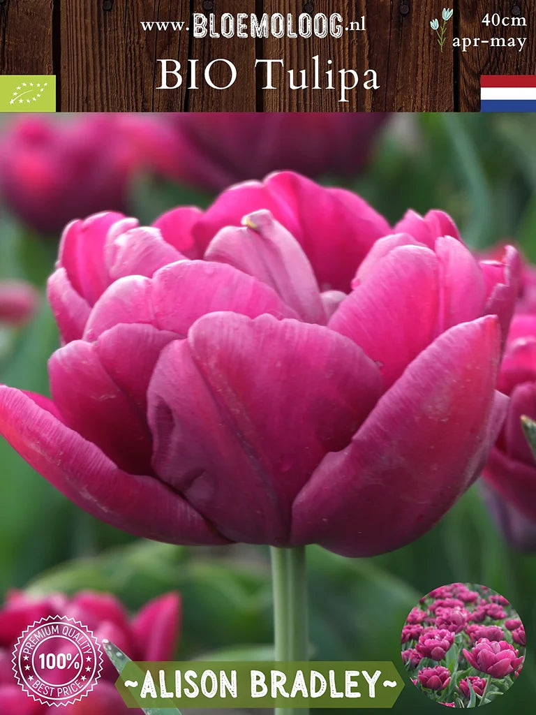 Close-up van de paarsbloeiende dubbelbloemige tulp 'Alison Bradley