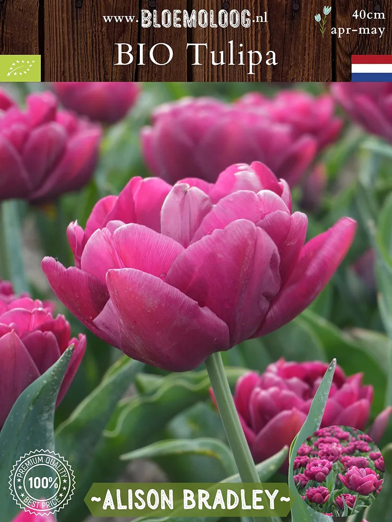 Close-up van de paarse dubbele tulp 'Alison Bradley