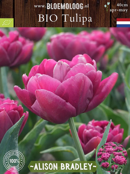 Close-up van de paarse dubbele tulp 'Alison Bradley