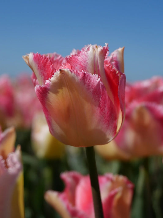 Gefranjerde tulp 'Lingerie' in zachte roze en crèmekleurige tinten