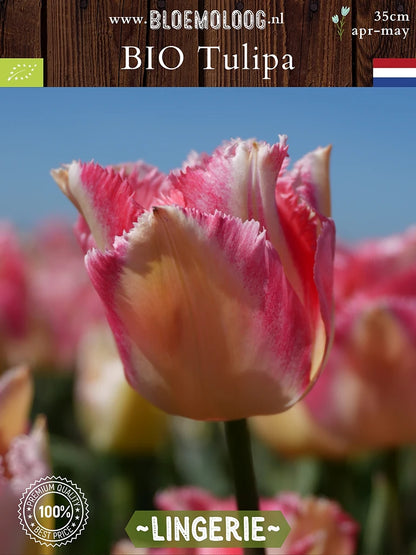 Biologische Tulipa 'Lingerie' met zachtroze gefranjerde bloemen