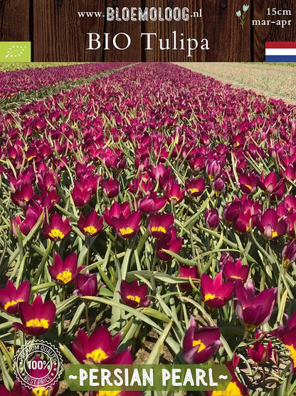 Tulipa 'Persian Pearl' bloeiend op het veld