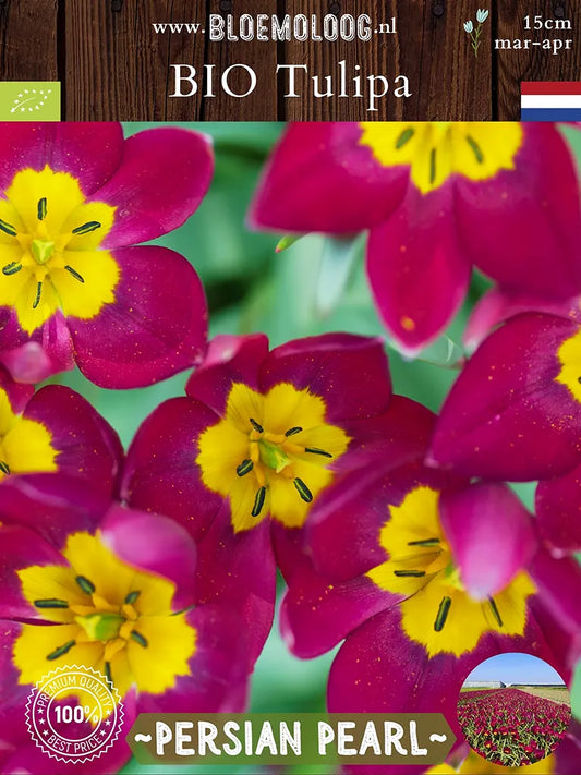 Botanische tulp 'Persian Pearl' van boven gefotografeerd