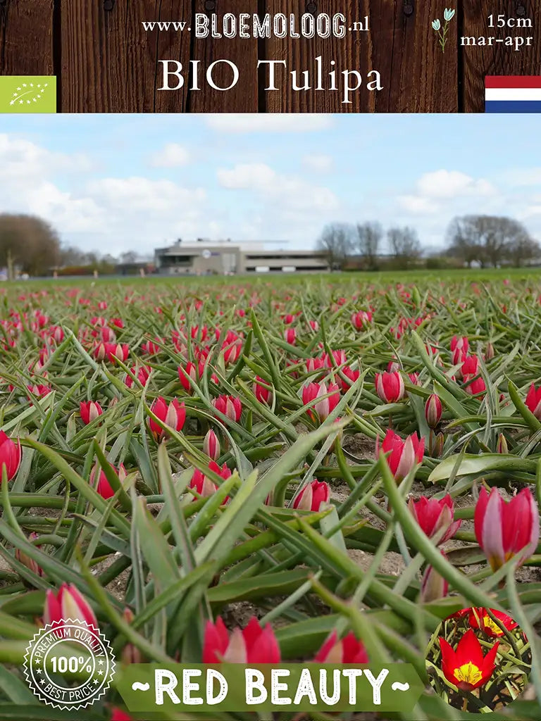 Tulipa humilis 'Red Beauty' bloeiend op het veld