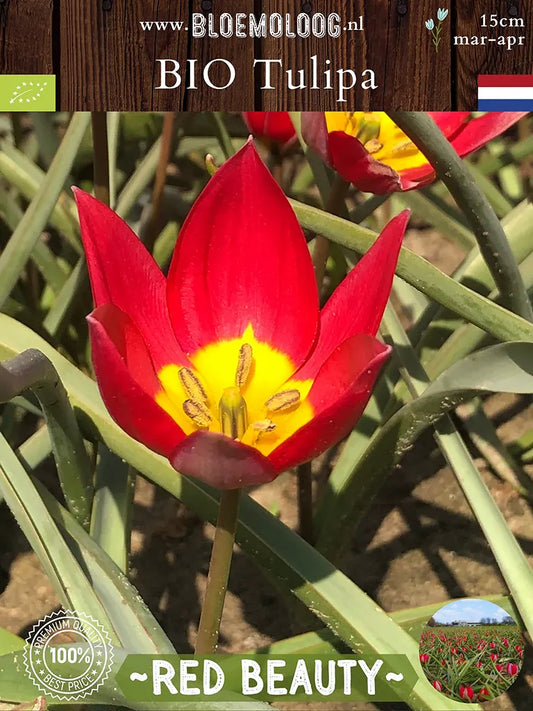 Close-up van Tulipa humilis 'Red Beauty' met dieprode bloemblaadjes en geel hart