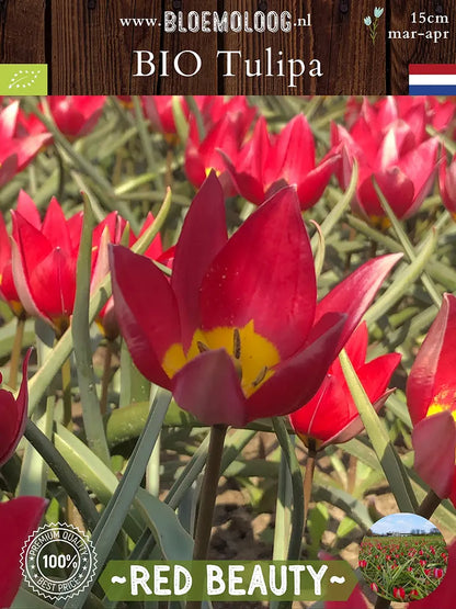Tulipa humilis 'Red Beauty' in de schaduw
