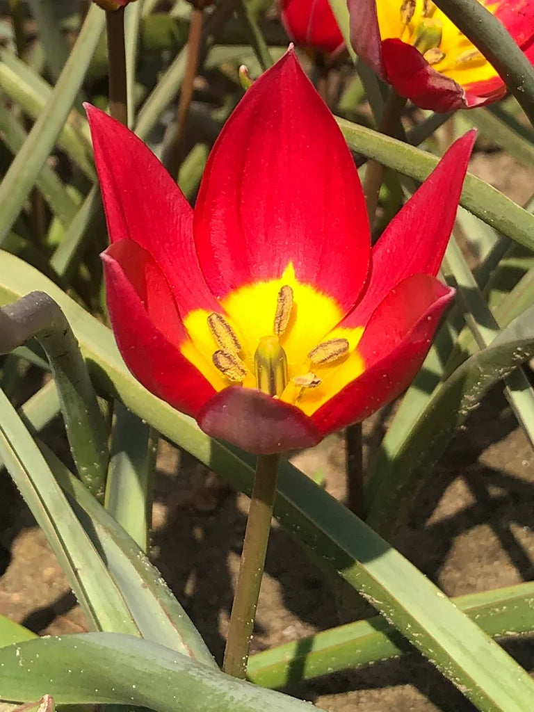 Tulipa humilis 'Red Beauty' met dieprode bloemen en geel hart