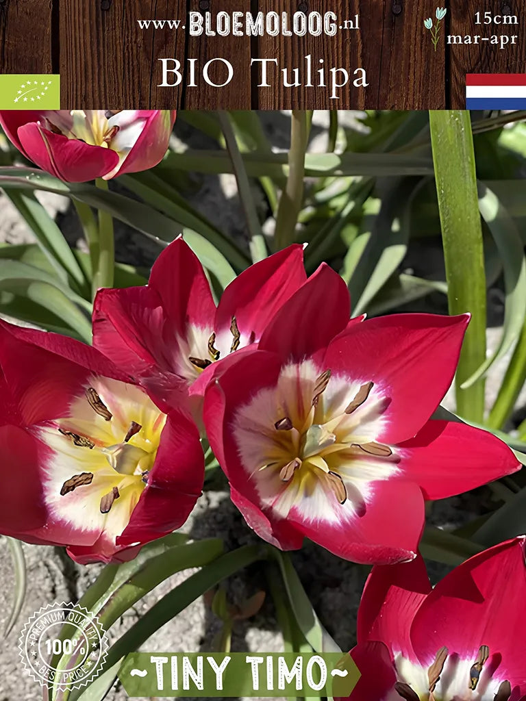 Botanische tulp 'Tiny Timo' in bloei