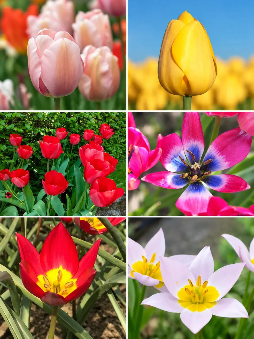 Collage van zes biologische tulpen in Tulpenfeest: ‘Salmon Impression’, ‘Novi Sun’, ‘Red Impression’, ‘Little Beauty’, ‘Red Beauty’ en Tulipa saxatilis.