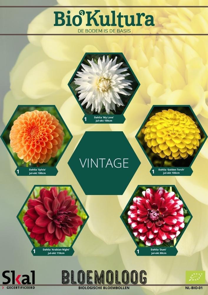 Bio Kultura Selection - Vintage biologische witte oranje gele rode dahlia - Bloemoloog
