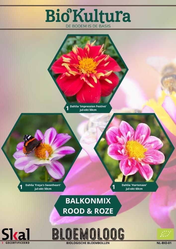 Bio Kultura Selection - Balkonmix dahlia's Rood & Roze - Bloemoloog