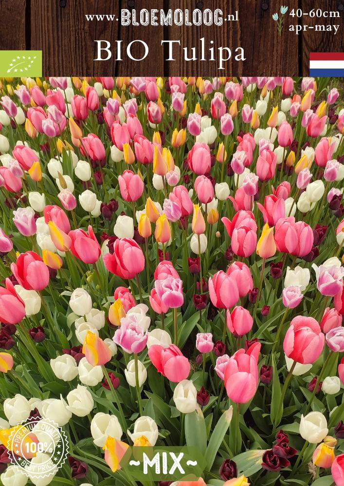 Bio Tulipa 'mix' biologische bloembollen